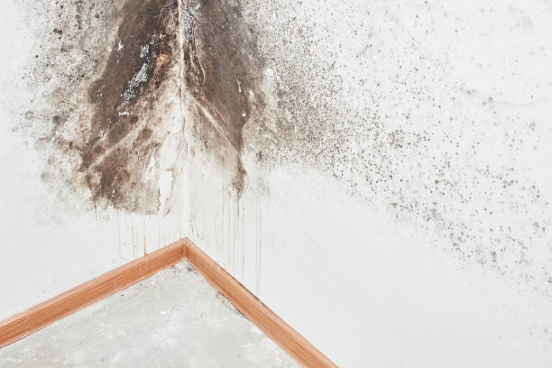 Why You Should Choose Our Mold Remediation Services in Howe, TX